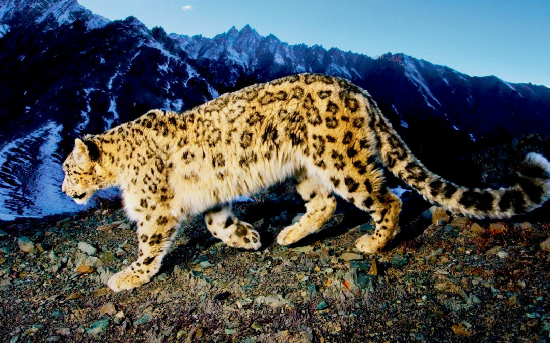 Snow Leopard Trail Der 1. Fair Trail im Himalaya