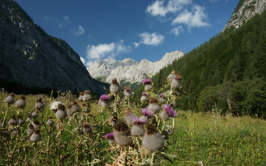 Julius Kugy Alpine Trail