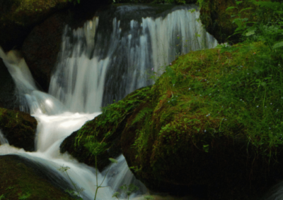 Leuchtturmprodukte für das Waldviertel